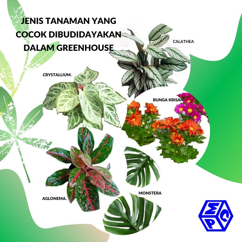 Tanaman Hias yang Cocok Dibudidayakan dalam Greenhouse, Apa Saja?