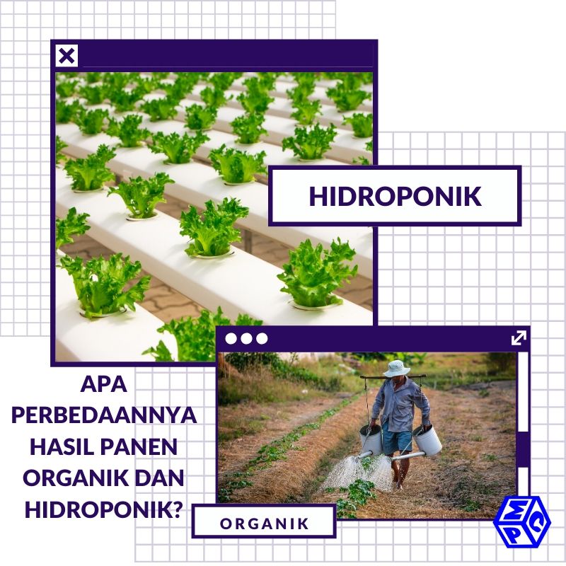 Hasil Panen Organik Dan Hidroponik Terrnyata Punya Perbedaan