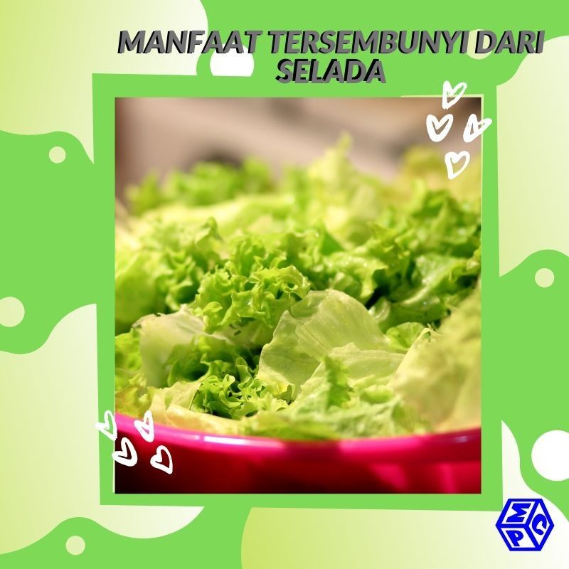 6 Manfaat Sehat Daun Selada yang Belum Anda Tahu