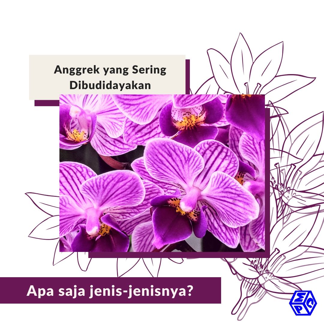 Jenis-Jenis Anggrek yang Lazim Dibudidayakan di Indonesia
