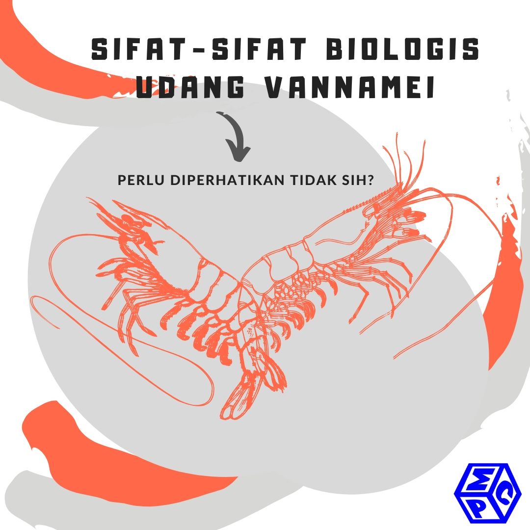 Sifat Biologis Udang Vannamei yang Wajib Diketahui
