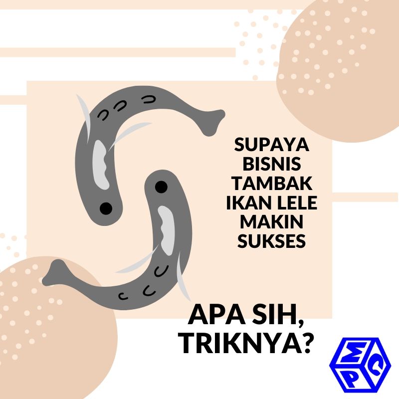 Teknik Budidaya Ikan Lele yang Efektif, Yuk Kenali Lebih Dalam
