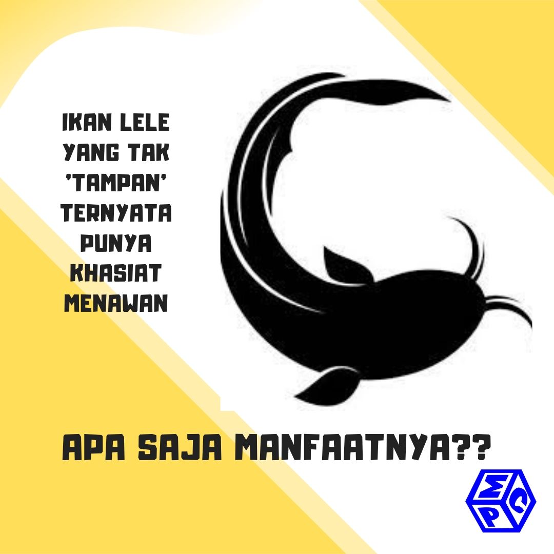 Manfaat Ikan Lele untuk Tubuh Itu Ternyata Menyehatkan, Lho