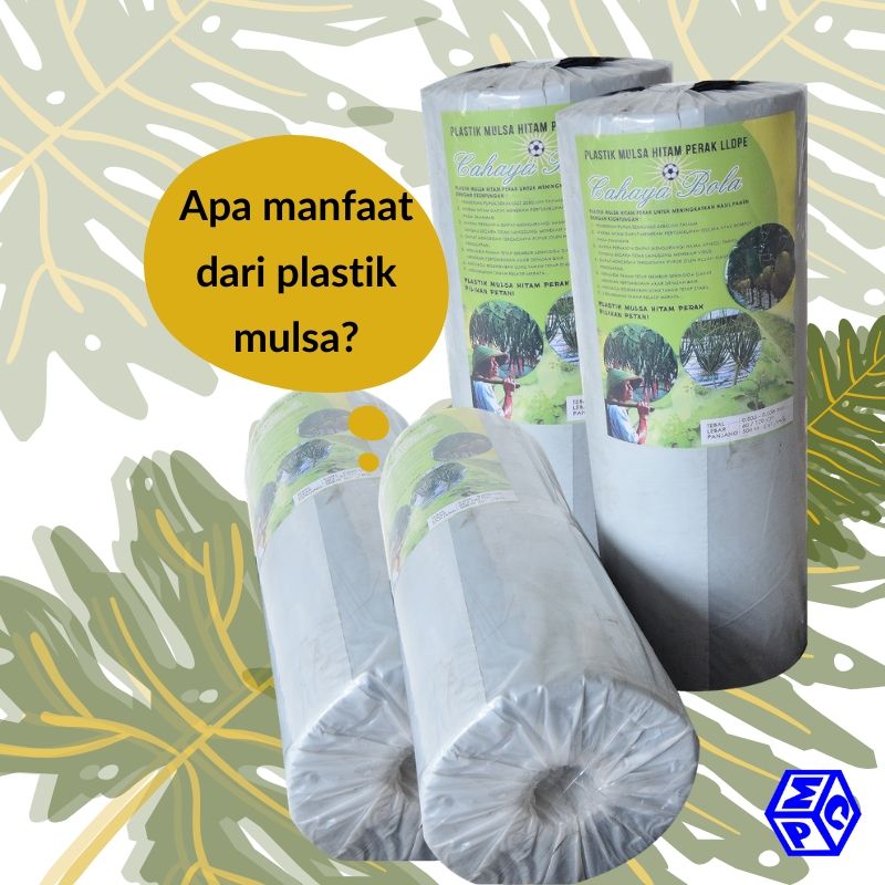 Berbudidaya Semangka Melalui Penggunaan Mulsa, Ada Triknya Lho
