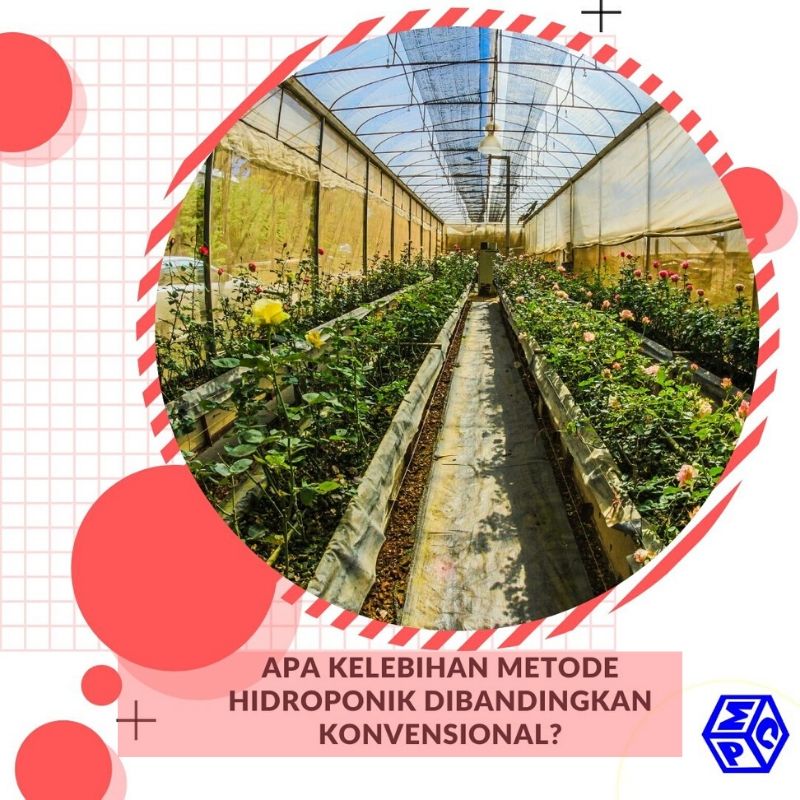 Kelebihan Hidroponik Dibandingkan dengan Sistem Tanam Biasa