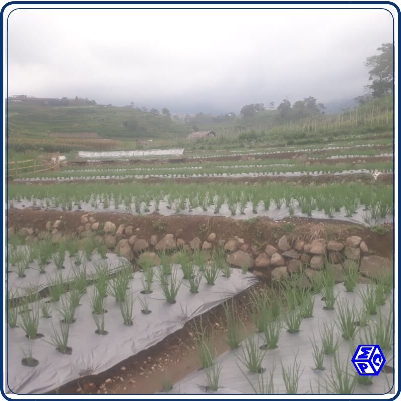 Pengendalian Gulma Paling Efektif, Begini Caranya