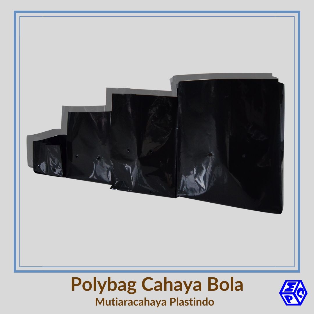 Cara Budidaya Kembang Kol Untuk Pemula di Polybag
