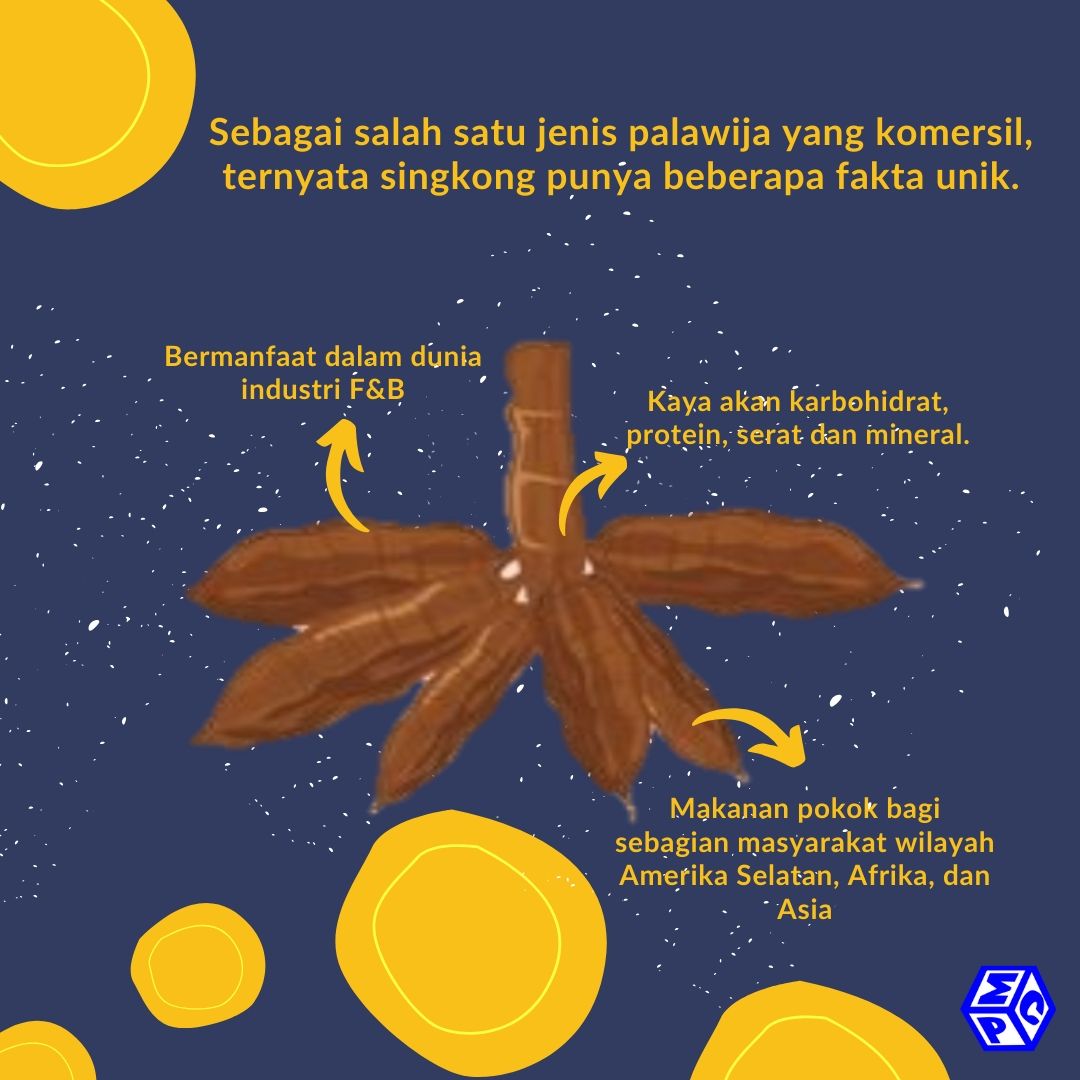 Tanaman Singkong Punya Banyak Fakta Unik Lho, Apa Saja?