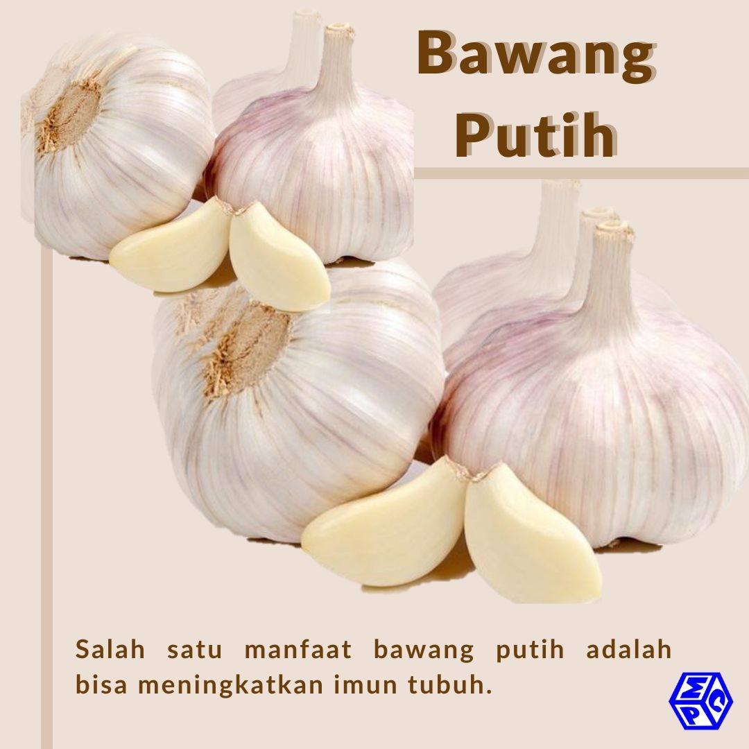 Manfaat Mulsa di Kebun Bawang Putih
