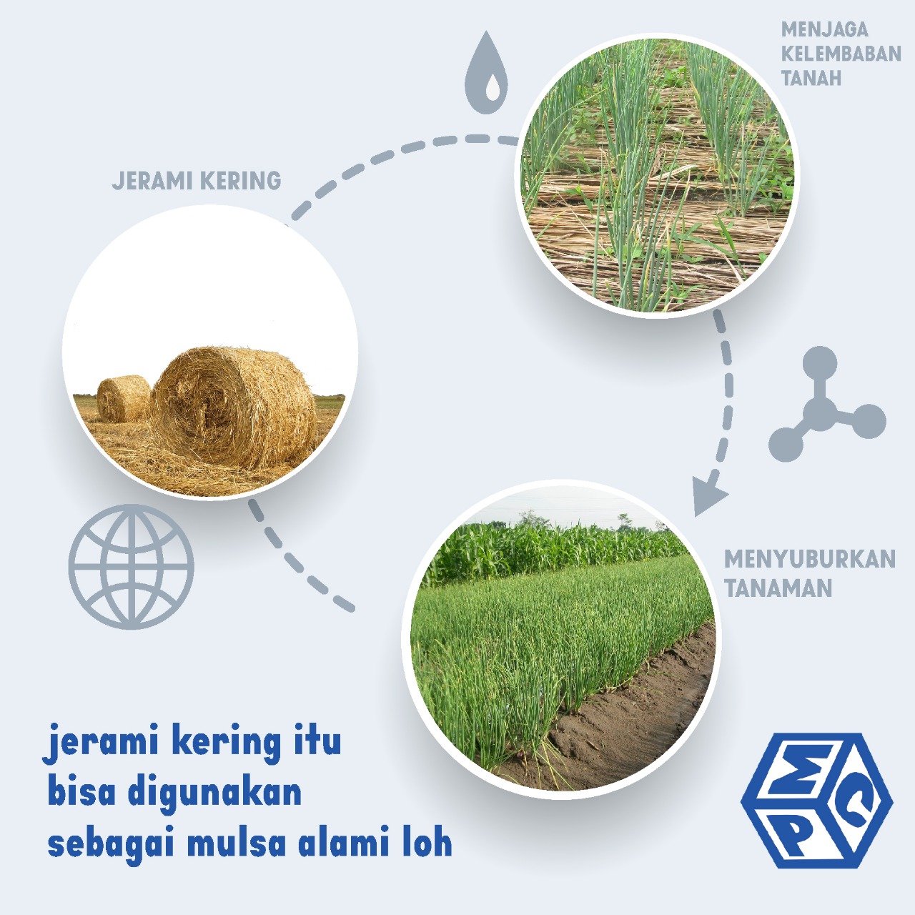 Mengubah Jerami Menjadi Pupuk Organik di Tanaman Padi