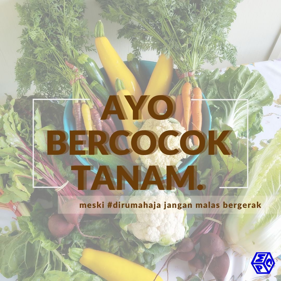 Bercocok Tanam Cabai Bagi Para Pemula