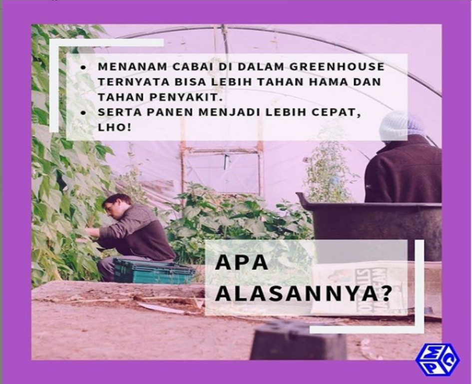Produktivitas Tanaman Cabai Bisa Meningkat di Dalam Greenhouse