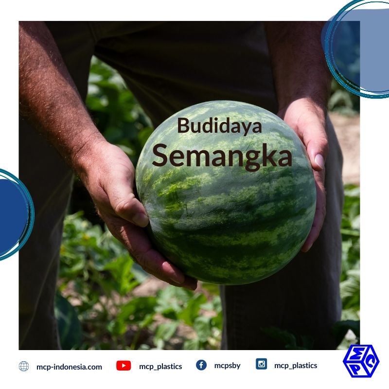 Trik Berbudidaya Semangka Pakai Mulsa