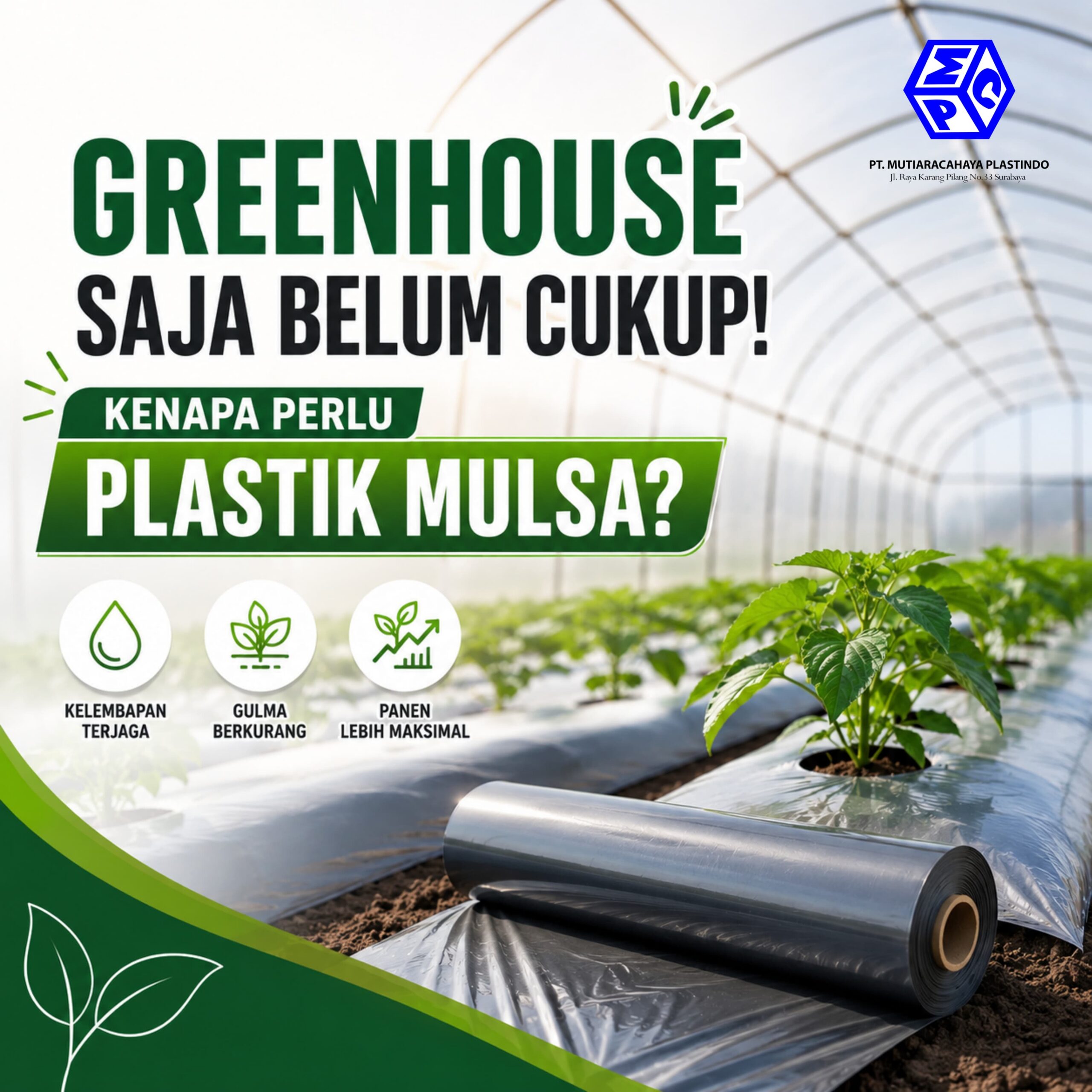 Kombinasi penggunaan plastik mulsa greenhouse Cahaya Bola